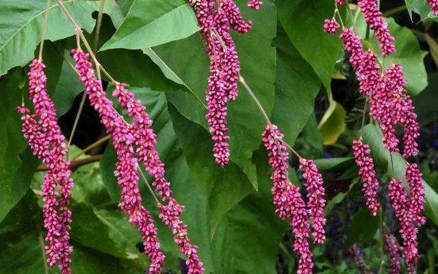 吉林通化为什么被称做药城？