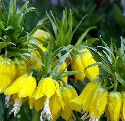 吉林通化为什么被称做药城？