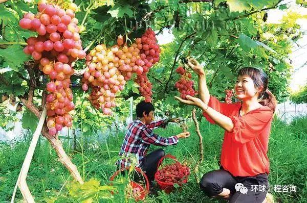 中国农业：将来都有哪些新型的农业种植手艺？