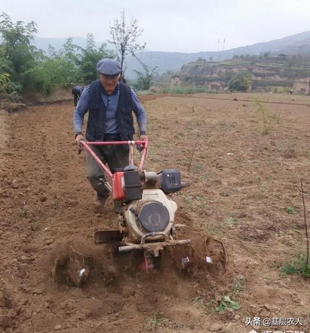 有的处所农村对小麦实行免耕播种，免耕播种有什么利弊？