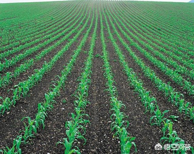 免耕机种玉米，产量若何？什么牌子好？