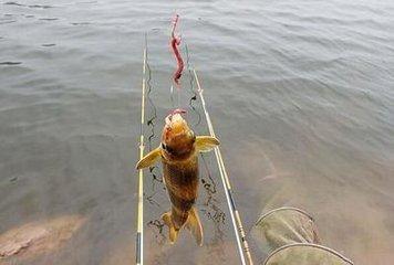 黄蜂鱼怎么钓，用什么饵料？