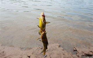 黄蜂鱼怎么钓，用什么饵料？