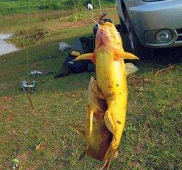 黄蜂鱼怎么钓，用什么饵料？