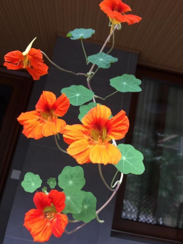 家里的天井如何粉饰比力都雅？能够放照片各人一路看看吗？