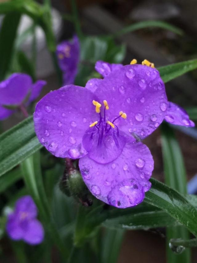 家里的天井如何粉饰比力都雅？能够放照片各人一路看看吗？