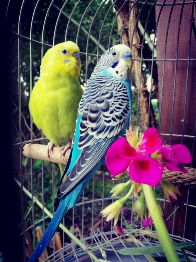 家里的天井如何粉饰比力都雅？能够放照片各人一路看看吗？