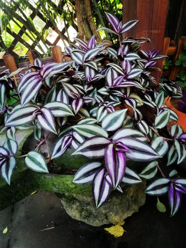 家里的天井如何粉饰比力都雅？能够放照片各人一路看看吗？