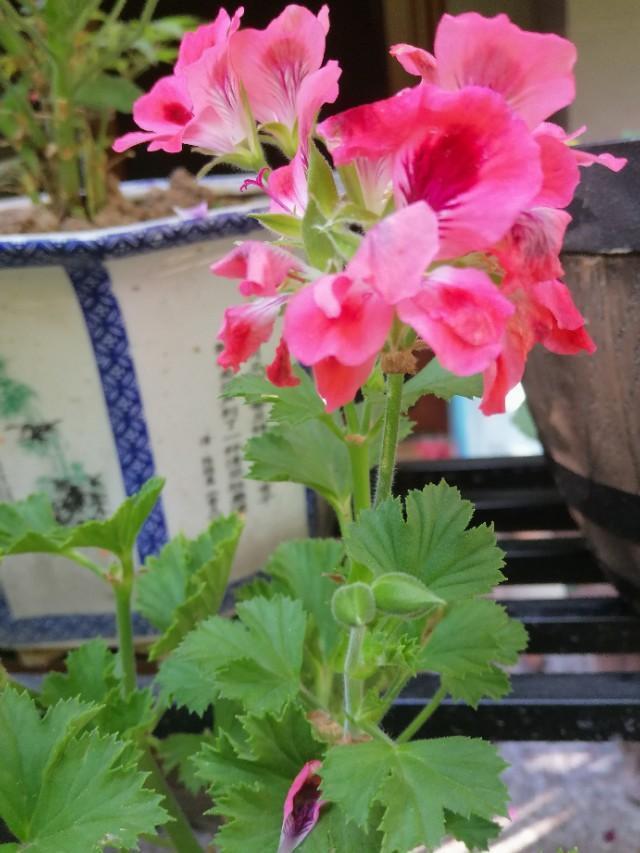 家里的天井如何粉饰比力都雅？能够放照片各人一路看看吗？