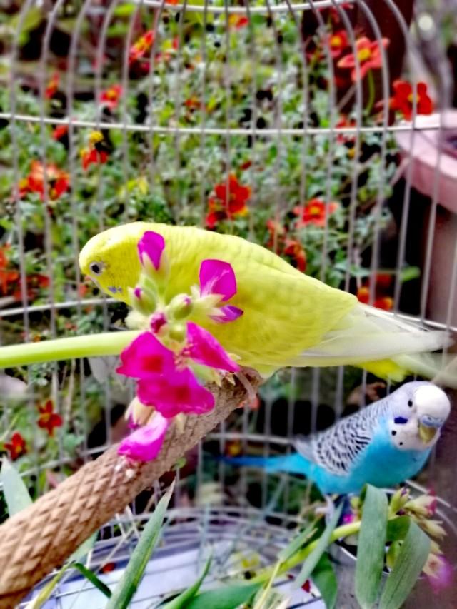 家里的天井如何粉饰比力都雅？能够放照片各人一路看看吗？