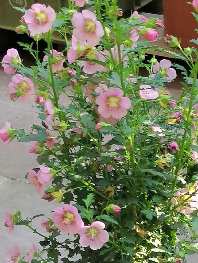 家里的天井如何粉饰比力都雅？能够放照片各人一路看看吗？