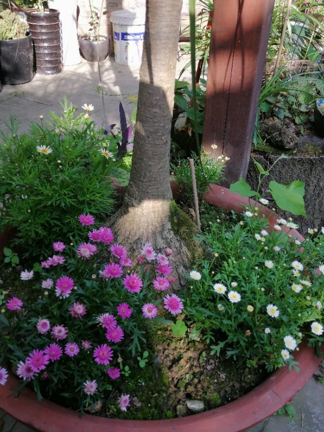 家里的天井如何粉饰比力都雅？能够放照片各人一路看看吗？