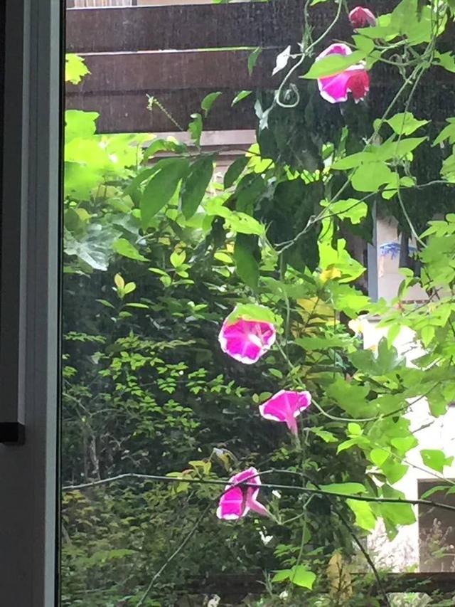 家里的天井如何粉饰比力都雅？能够放照片各人一路看看吗？