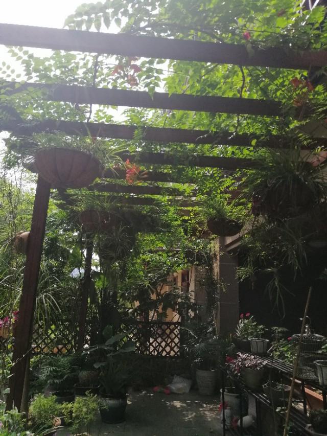 家里的天井如何粉饰比力都雅？能够放照片各人一路看看吗？