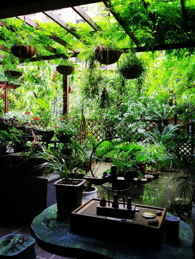 家里的天井如何粉饰比力都雅？能够放照片各人一路看看吗？