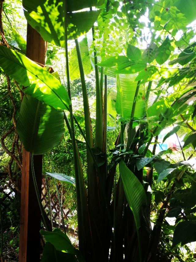 家里的天井如何粉饰比力都雅？能够放照片各人一路看看吗？