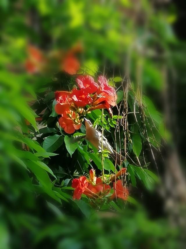 家里的天井如何粉饰比力都雅？能够放照片各人一路看看吗？