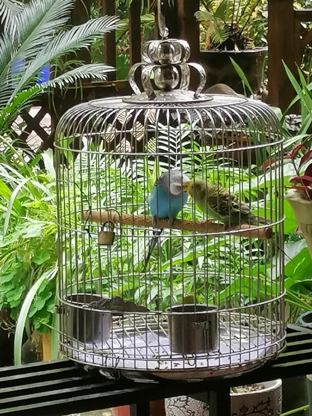 家里的天井如何粉饰比力都雅？能够放照片各人一路看看吗？