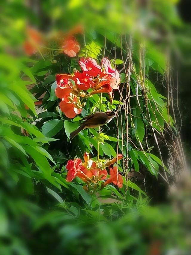 家里的天井如何粉饰比力都雅？能够放照片各人一路看看吗？