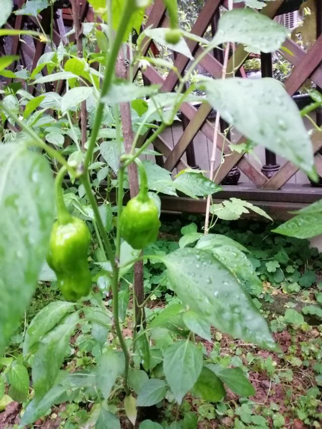 家里的天井如何粉饰比力都雅？能够放照片各人一路看看吗？