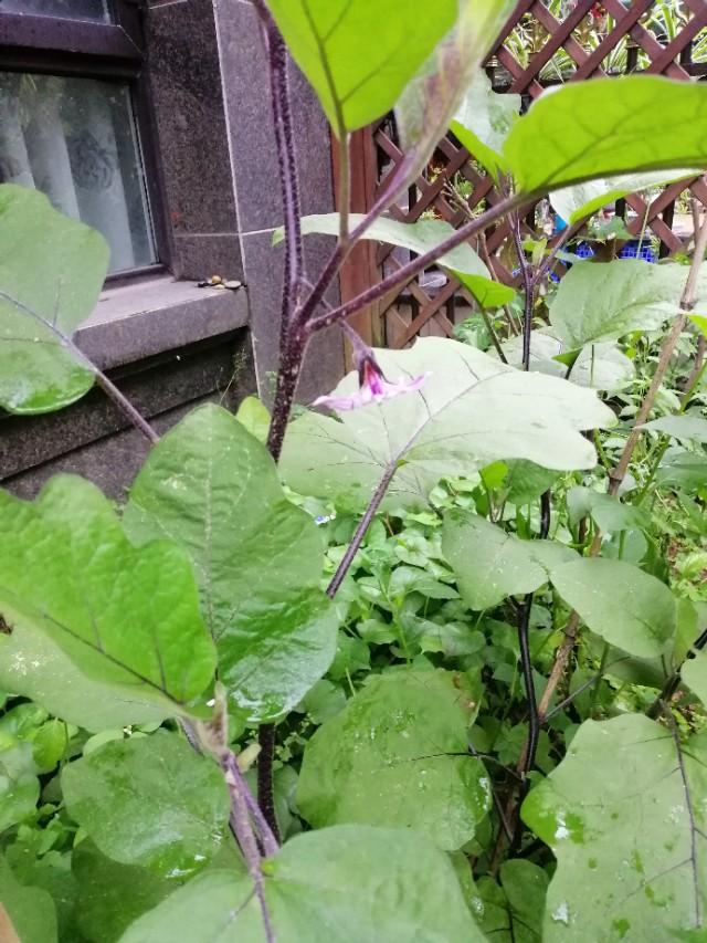 家里的天井如何粉饰比力都雅？能够放照片各人一路看看吗？