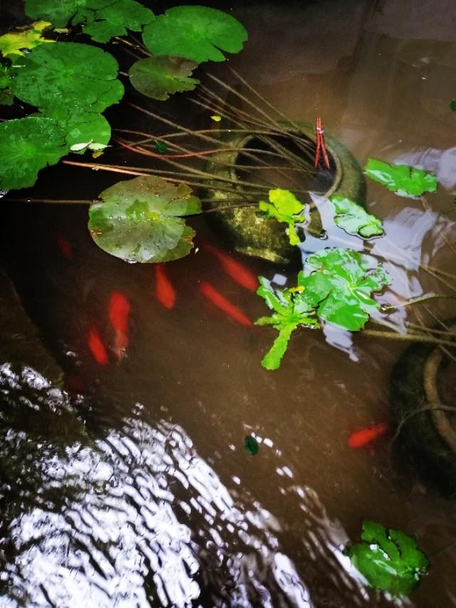 家里的天井如何粉饰比力都雅？能够放照片各人一路看看吗？