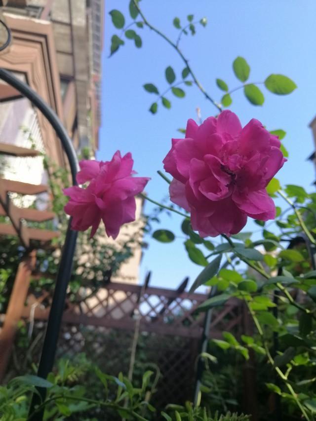 家里的天井如何粉饰比力都雅？能够放照片各人一路看看吗？