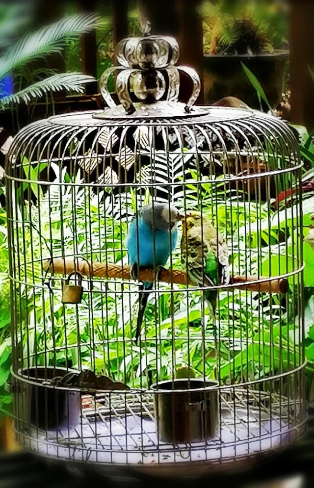 家里的天井如何粉饰比力都雅？能够放照片各人一路看看吗？