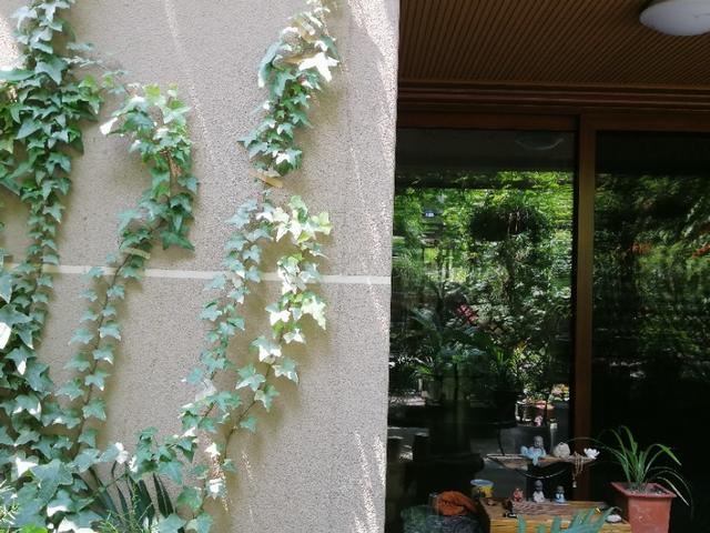 家里的天井如何粉饰比力都雅？能够放照片各人一路看看吗？