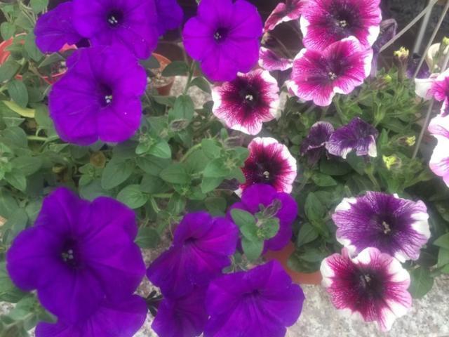 家里的天井如何粉饰比力都雅？能够放照片各人一路看看吗？