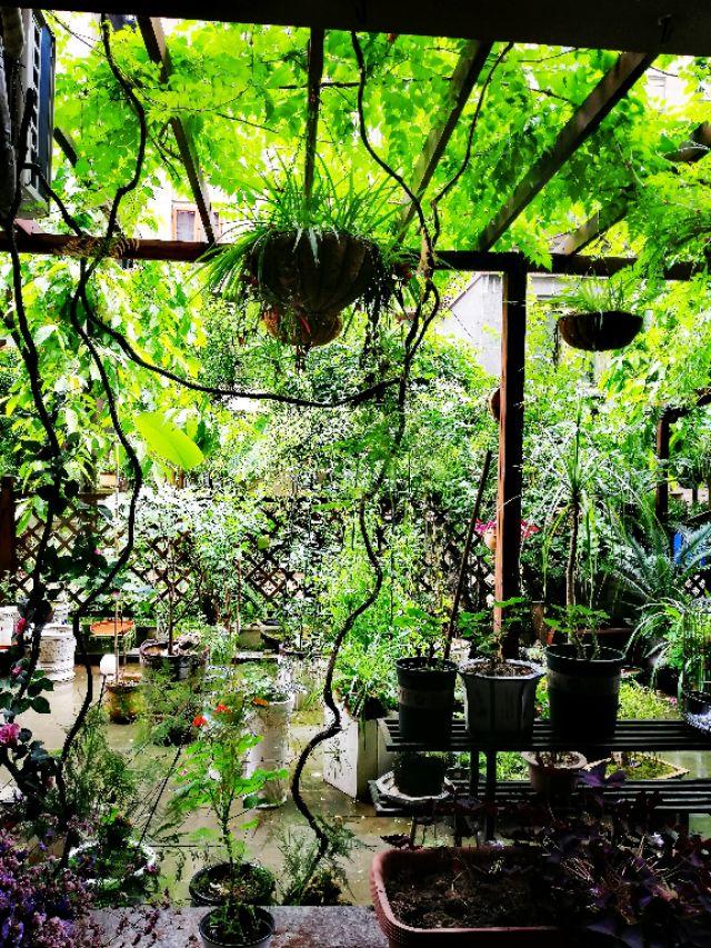 家里的天井如何粉饰比力都雅？能够放照片各人一路看看吗？