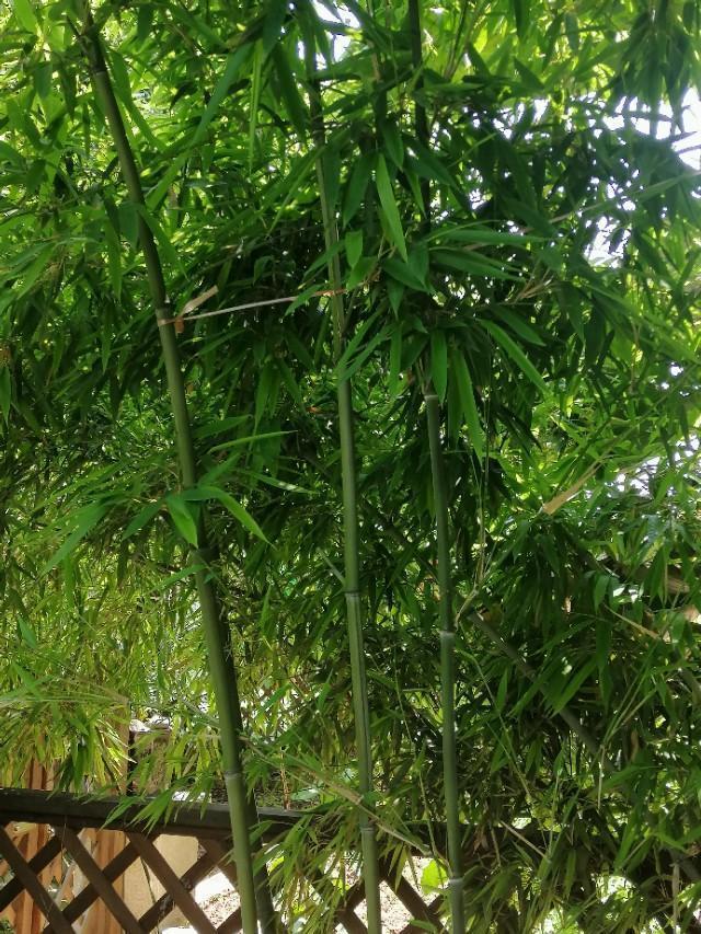 家里的天井如何粉饰比力都雅？能够放照片各人一路看看吗？