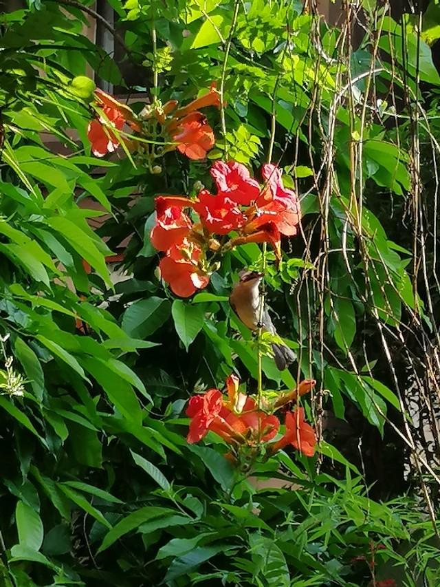 家里的天井如何粉饰比力都雅？能够放照片各人一路看看吗？