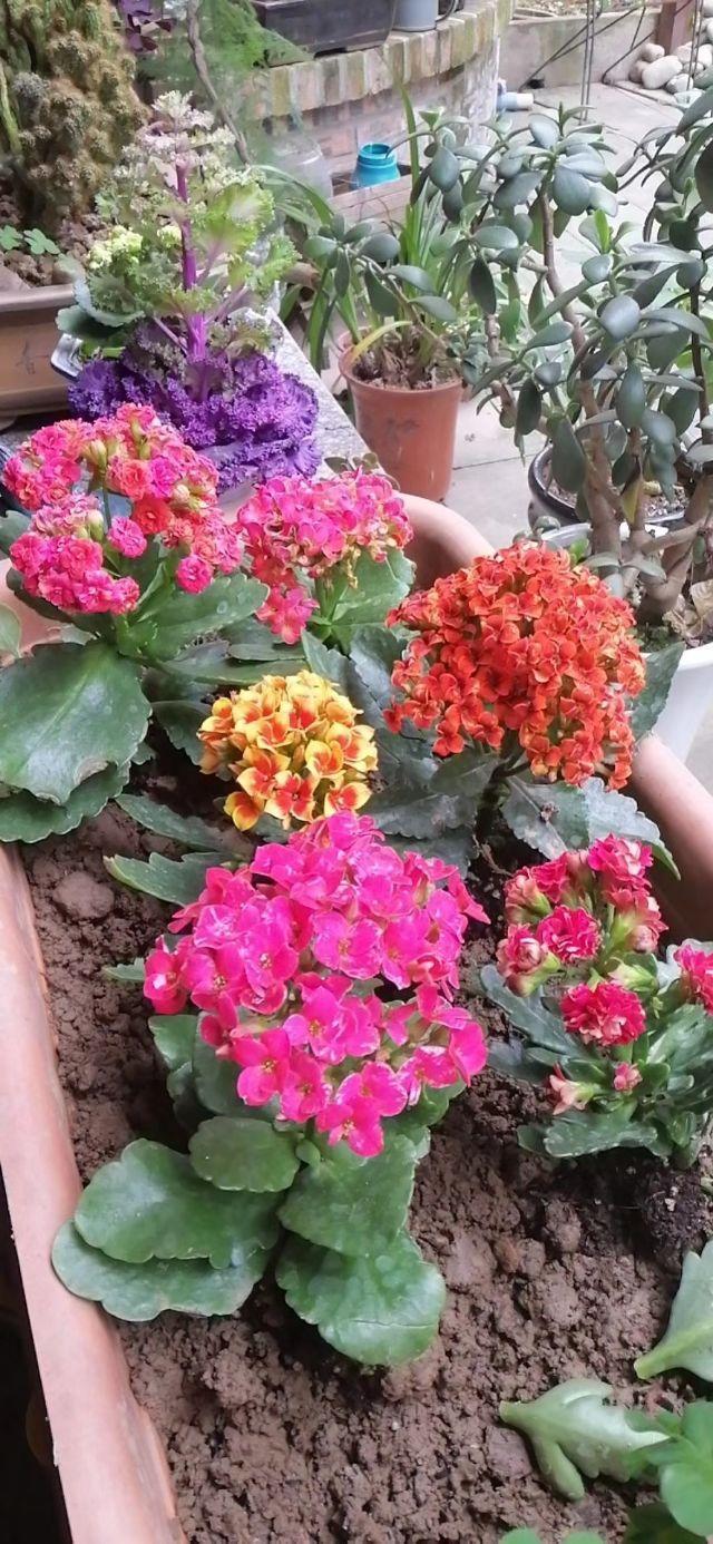 家里的天井如何粉饰比力都雅？能够放照片各人一路看看吗？