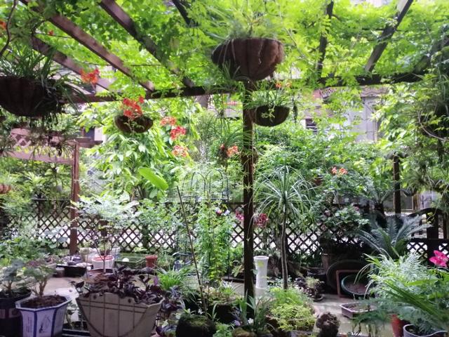 家里的天井如何粉饰比力都雅？能够放照片各人一路看看吗？