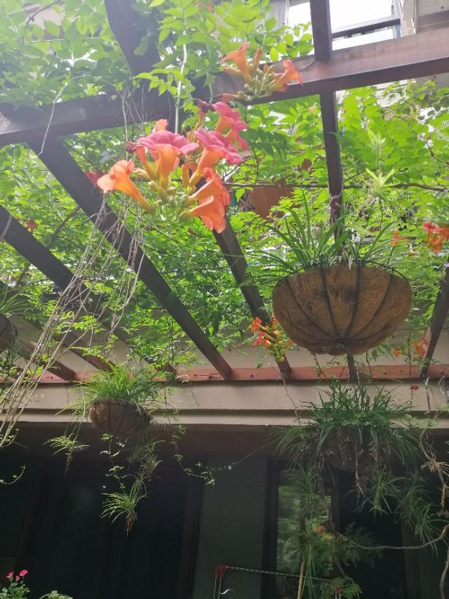 家里的天井如何粉饰比力都雅？能够放照片各人一路看看吗？