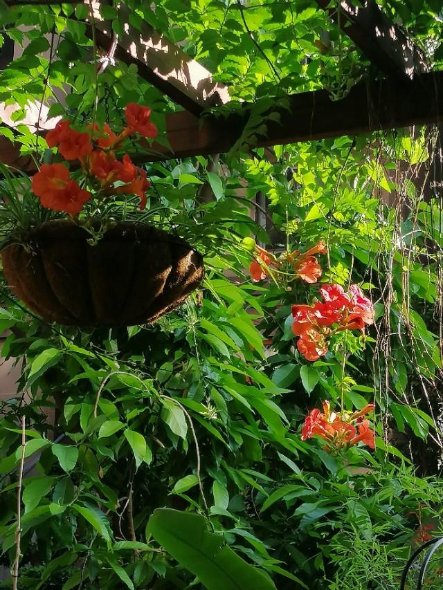 家里的天井如何粉饰比力都雅？能够放照片各人一路看看吗？