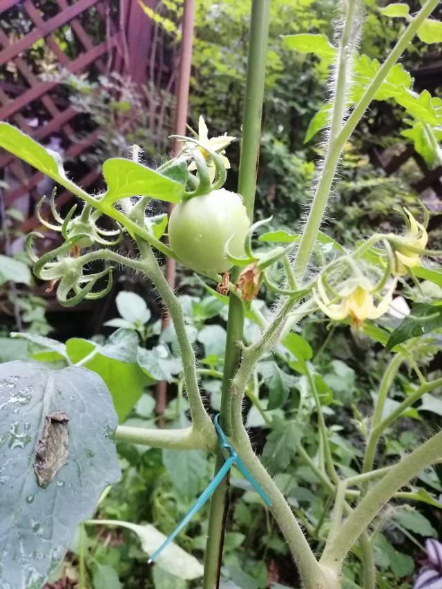 家里的天井如何粉饰比力都雅？能够放照片各人一路看看吗？