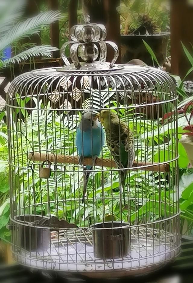 家里的天井如何粉饰比力都雅？能够放照片各人一路看看吗？