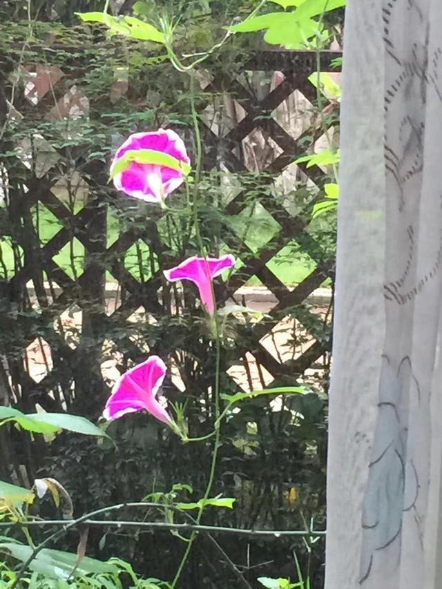 家里的天井如何粉饰比力都雅？能够放照片各人一路看看吗？