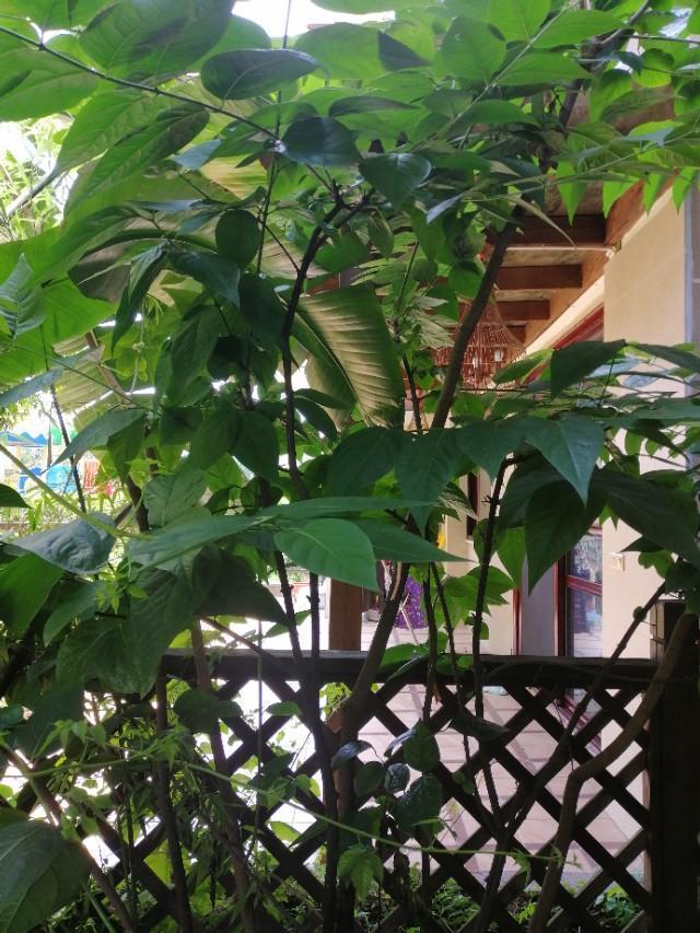 家里的天井如何粉饰比力都雅？能够放照片各人一路看看吗？