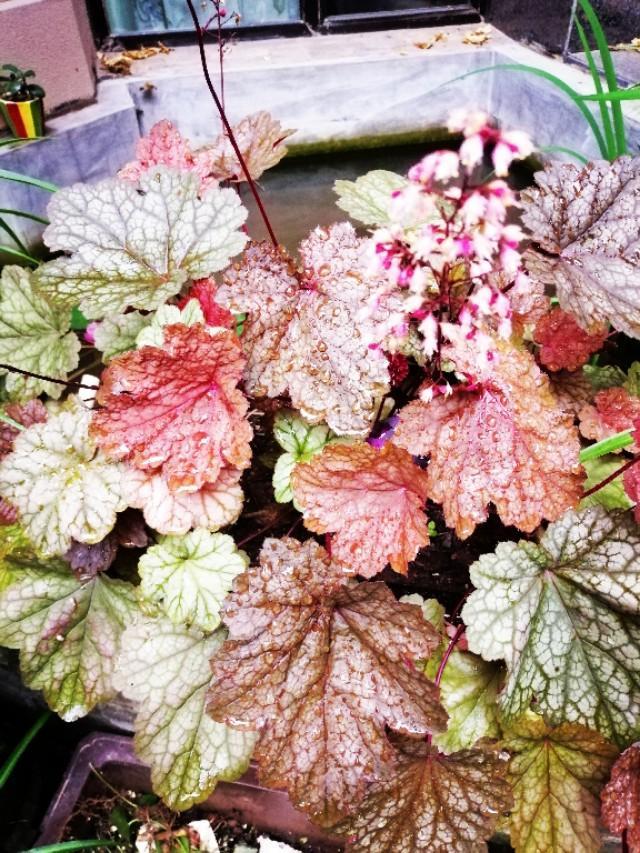 家里的天井如何粉饰比力都雅？能够放照片各人一路看看吗？