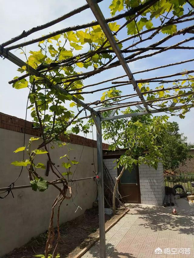 你家院子是怎么设想的？