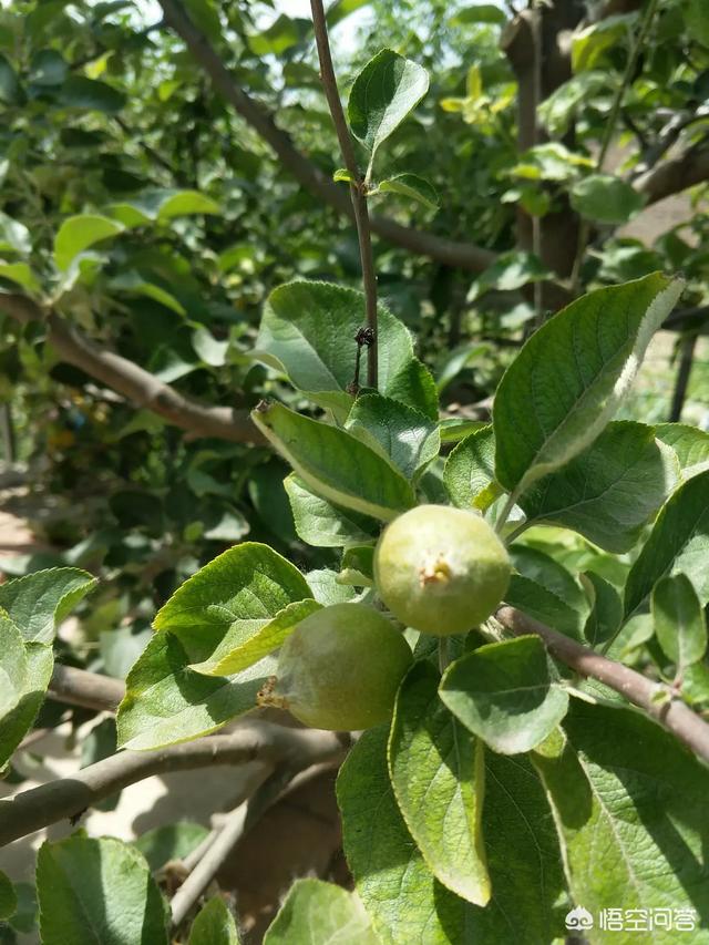 你家院子是怎么设想的？