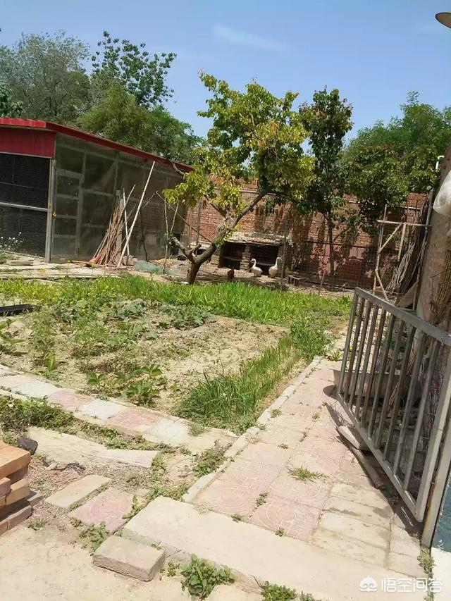 你家院子是怎么设想的？