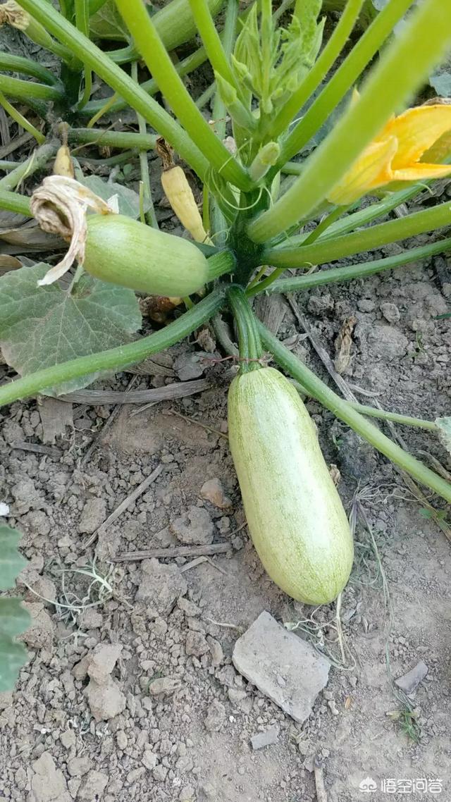 你家院子是怎么设想的？