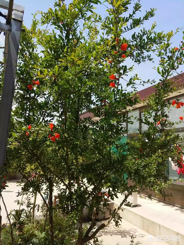 你家院子是怎么设想的？