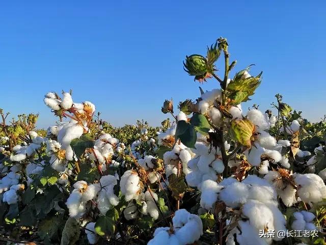 什么是影响棉花产量的几个次要因素strong崔国欣/strong？