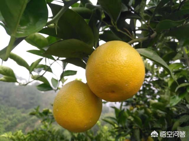 打什么药能让柑橘着色？