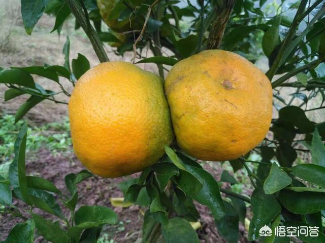 打什么药能让柑橘着色strong靓素/strong？